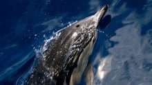 Azores Whale Heritage Area