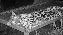 Jaguar Celeste relaxes on her hammock bed