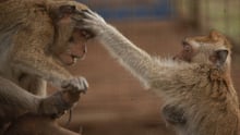 Dancing monkeys in socialisation cage