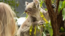 Koala at a venue