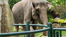 An elephant at Mason Elephant Park and Lodge