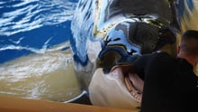 Morgan the orca