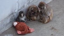 Punch the monkey in Japan draws attention to captive primate welfare