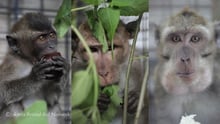 Unyil, Cino and Subur, rescued dancing monkeys