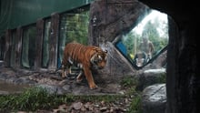 Tiger at Dreamworld, Australia