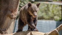 A rescued baby bear explores his enclosure at Libearty Sanctuary in Romania