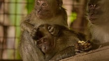 Unyil snuggles up to one of his new macaque friends in the socialisation enclosure