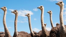 Ostriches