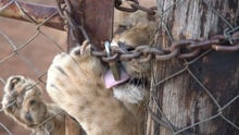 Captive lion in South Africa