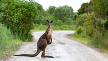Kangaroo in Victoria