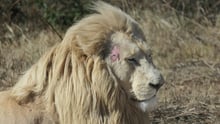 Lion on South African farm