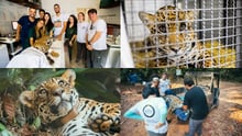 Xamã's rescue and rehabilitation journey