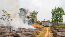 Brazil Amazon fires
