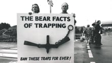 bear facts of trapping