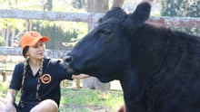 Staff member at Moo to Ewe sanctuary