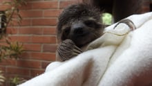 Male three-toed sloth