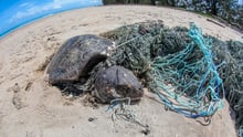 Turtle caught in ghost gear - World Animal Protection