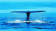 Global Ghost Gear Initiative