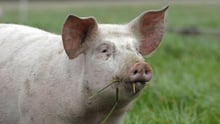 Three reasons why lab-grown meat will be better for the environment