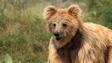 Leela not long after she moved in the Balkasar bear sanctuary