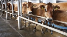 Danish Jersey cows at Svanhold Gods organic farm in Denmark. The cows are indoors to get ready for milking