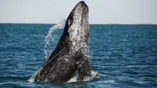 Ending the wave of suffering caused by ‘ghost gear’