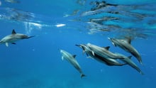 dolphins