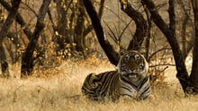 Wild tiger in a reserve in India. iStock by Getty Images