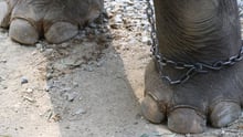 Elephants are chained at tourist entertainment attractions