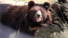 Rene (a resident since 2012) in Balkasar Sanctuary, Pakistan