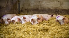 Five quick questions with vet Kate Blaszak