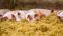 Pigs in group housing with deep beds in a higher welfare indoor farm in the UK