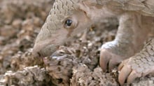 A pangolin forages for termites at the wildlife centre where it is being cared for. 