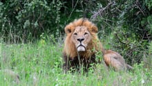 A male lion in the wild sits in long grass