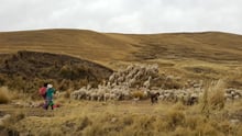 A herd of alpacas in Peru.