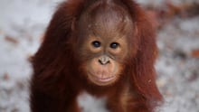 Orangutans are battling for their existence