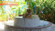 Tiger Selfies Exposed