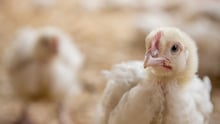 Over half a million people demand KFC does better for chickens