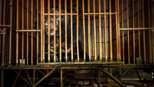Vietnam’s National Bear Week highlights importance of ending the country’s cruel bear bile industry  