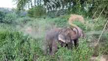 New enclosure a blessing for BLES