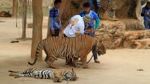 A tiger at the old tiger temple tourist attraction - Wildlife. Not entertainers - World Animal Protection