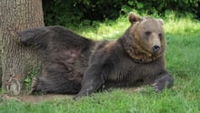 Spotlight on bear rescues