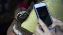 Wildlife Selfies