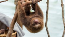 Rescued baby sloths get another chance | World Animal Protection Australia