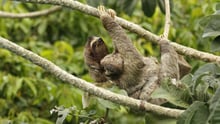 A sloth and her baby climb a tree
