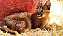 Rescued wild cats given safe haven