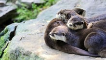 The cruel exotic pet trade