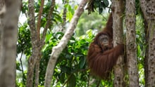The Badak Kecil Island Orangutan Sanctuary is now open