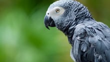 A day in the life of a poached parrot
