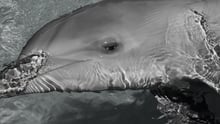 Captive dolphin at Sea World, Australia (image is in black and white)